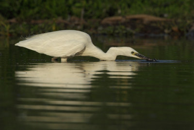 Little Egret, luring