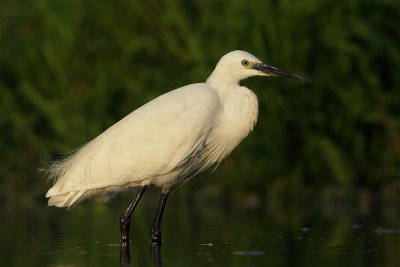 Little Egret