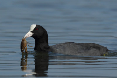 Common Coot