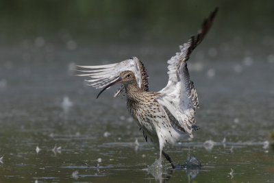 Curlew