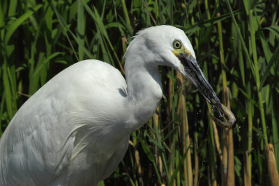 Little Egret, with catch