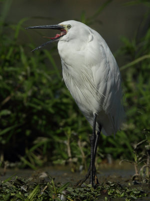 Little Egret