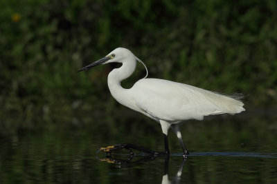 Little Egret