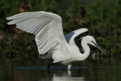 Little Egret, chasing