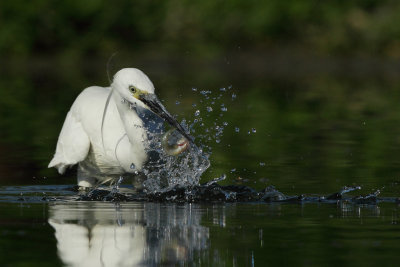 Little Egret, with catch