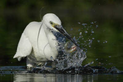 Little Egret, with catch (cropped)
