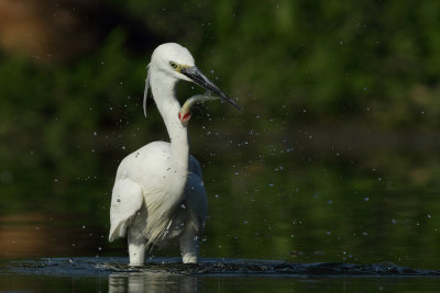 Little Egret, with catch