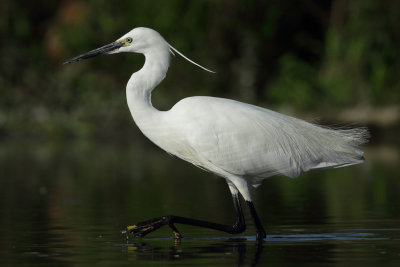 Little Egret