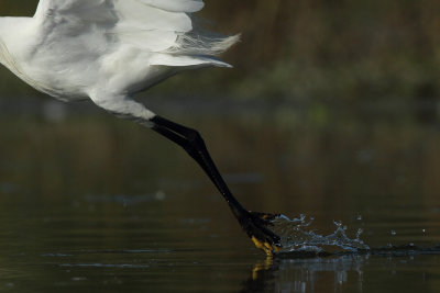 Little Egret