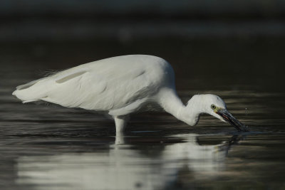 Little Egret, luring
