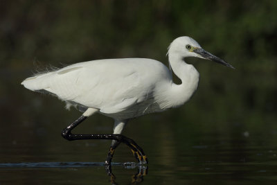 Little Egret