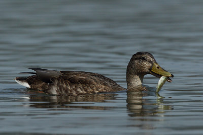 Mallard, male in eclipse plumage