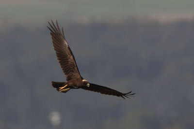 Marsh Harrier, 1Y