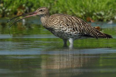 Curlew
