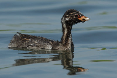 Little Grebe, juvenile