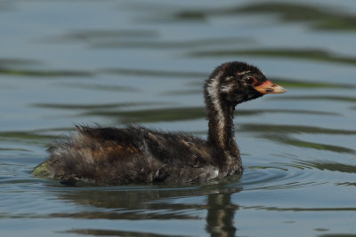 Little Grebe, juvenile