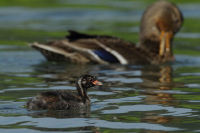 Little Grebe, juvenile