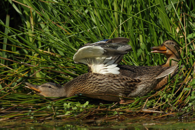 Mallard, female