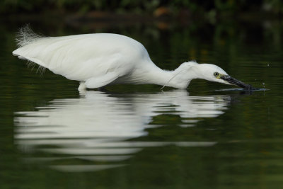 Little Egret - Luring Fishes