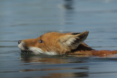 Fox, swimming