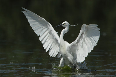 Little Egret