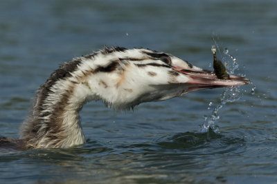 Great Crested Grebe, juvenile