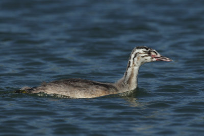 Great Crested Grebe, juvenile