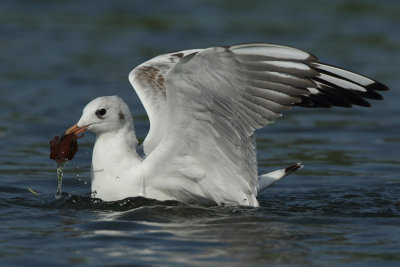 Black-headed Gull, 1Y