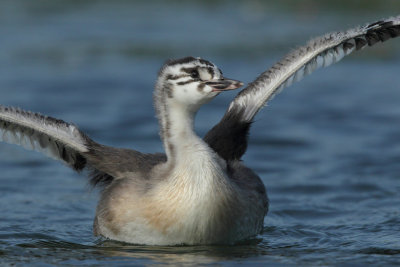 Great Crested Grebe, juvenile