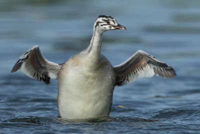 Great Crested Grebe, juvenile