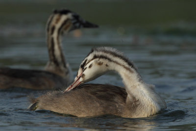 Great Crested Grebe, juveniles