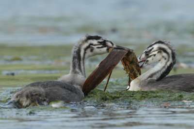 Great Crested Grebe, juveniles