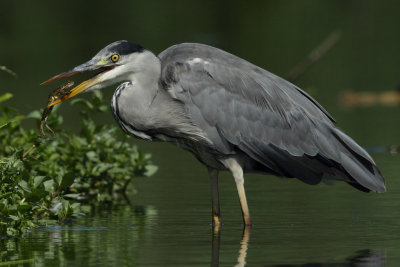 Grey Heron
