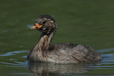 Little Grebe, juvenile