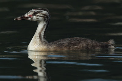 Great Crested Grebe, juvenile