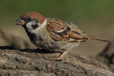 Tree Sparrow