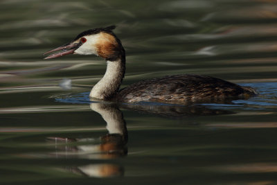Great Crested Grebe, juvenile