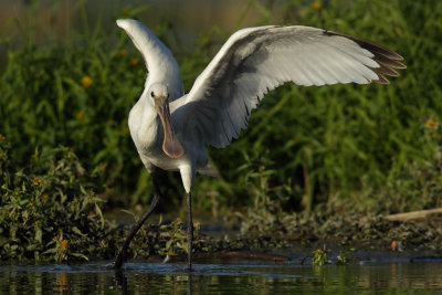 Eurasian Spoonbill, 1Y