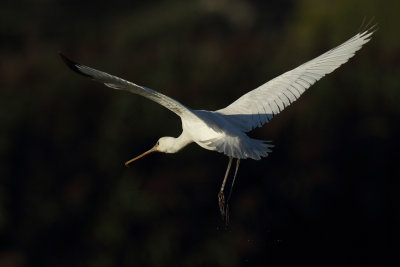 Eurasian Spoonbill, 1Y