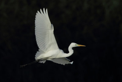 Great Egret