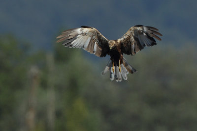 Marsh Harrier, immature male