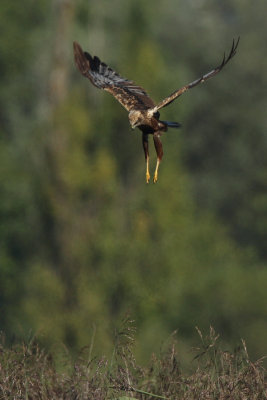 Marsh Harrier, immature male