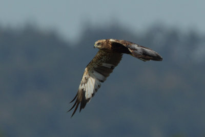 Marsh Harrier, immature male