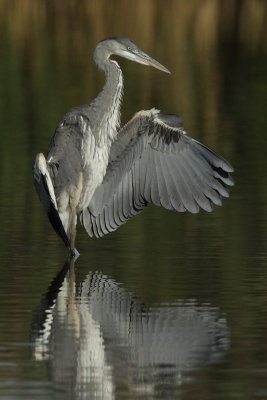 Grey Heron