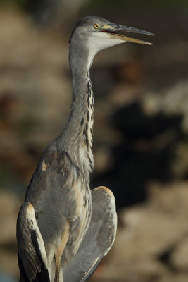 Grey Heron