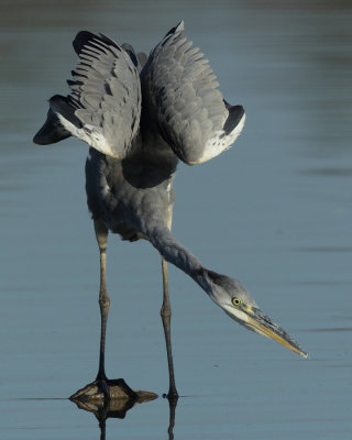 Grey Heron