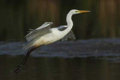 Great Egret