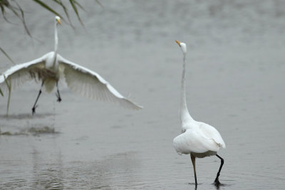 Great Egret