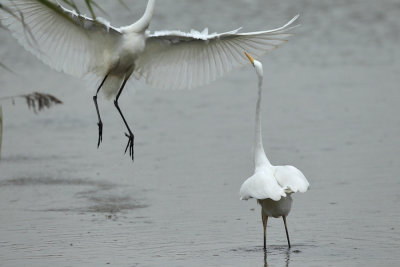 Great Egret