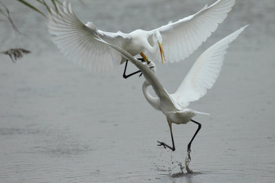 Great Egret